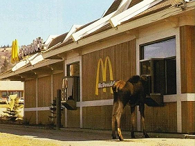 Moose at McDonald's